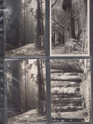 Item #25622 Vintage Post Card Album of Big Trees in California, Oregon, Washington, and Mexico. A...